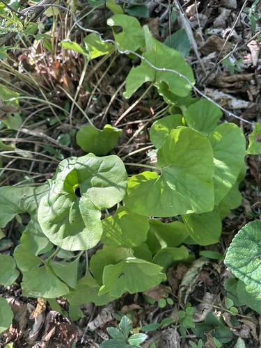 Asarum sieboldii, photograph 5