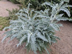 Astragalus brauntonii