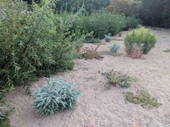 Astragalus brauntonii