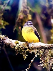 Myiotriccus ornatus