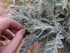 Astragalus brauntonii