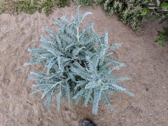 Astragalus brauntonii