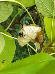 Aristolochia macrophylla