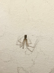 Pholcidae