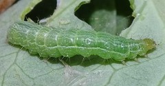 Chrysodeixis chalcites