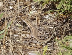 Psammodromus edwarsianus