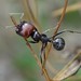Barbary Harvester Ant - Photo (c) Julien Piolain, some rights reserved (CC BY-NC), uploaded by Julien Piolain