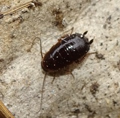 Loboptera