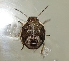 Holcostethus sphacelatus