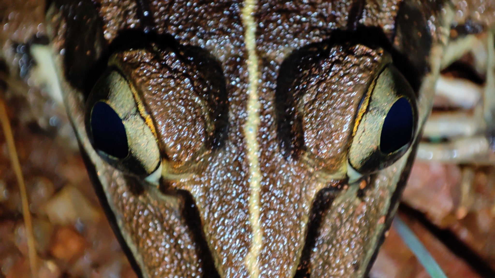 Indian Bull Frog