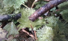 Dendrohypopterygium filiculiforme