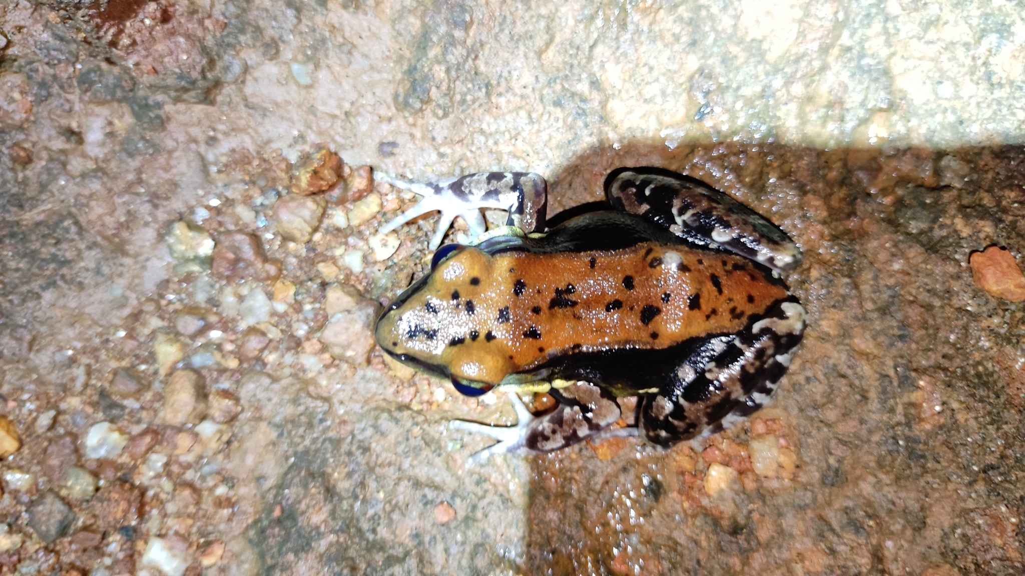Malabar Fungoid Frog
