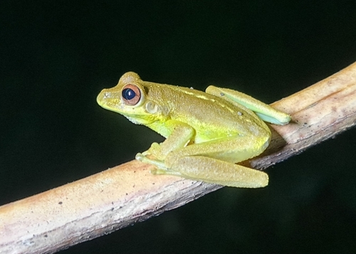 Litoria thesaurensis observed 2025-07-16
