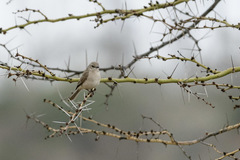 Bradornis microrhynchus