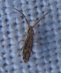 Entomobrya intermedia