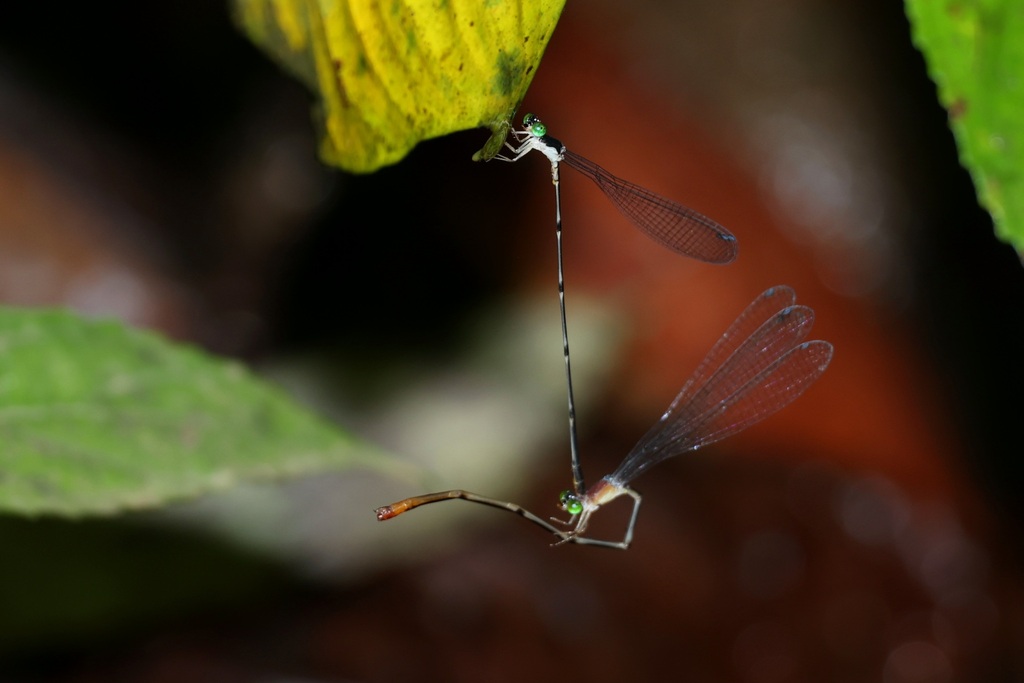 Teinobasis gracillima