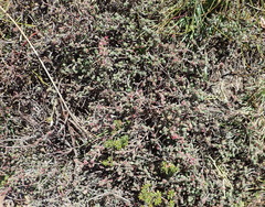 Cliffortia hantamensis