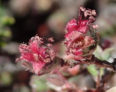 Cliffortia hantamensis