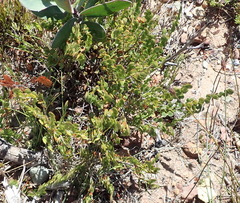 Cliffortia pulchella