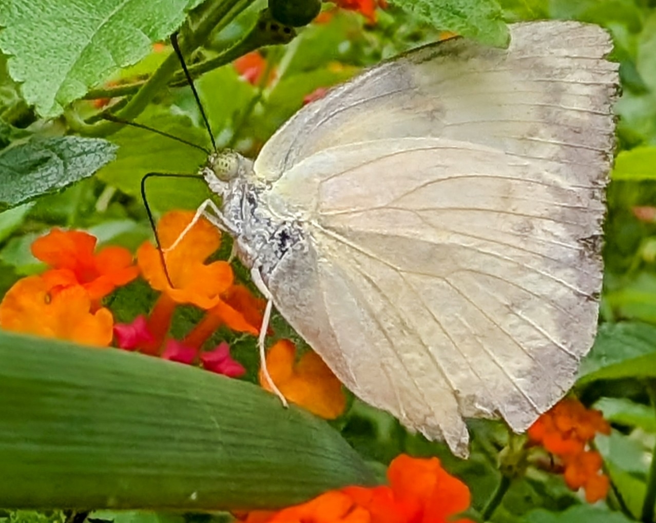 Lemon Emigrant
