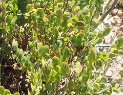 Cliffortia pulchella