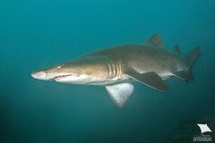 Sand Tiger Shark photo 2