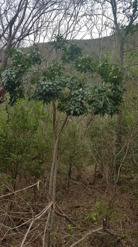 Image of Cussonia zuluensis by (c) Suvarna Parbhoo Mohan, some rights reserved (CC BY-SA)