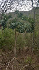Cussonia zuluensis