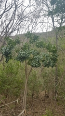 Cussonia zuluensis