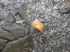 Cantharidus dilatatus