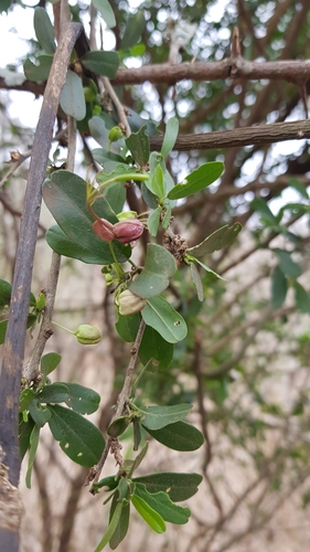 Image of Cadaba natalensis by (c) Suvarna Parbhoo Mohan, some rights reserved (CC BY-SA)