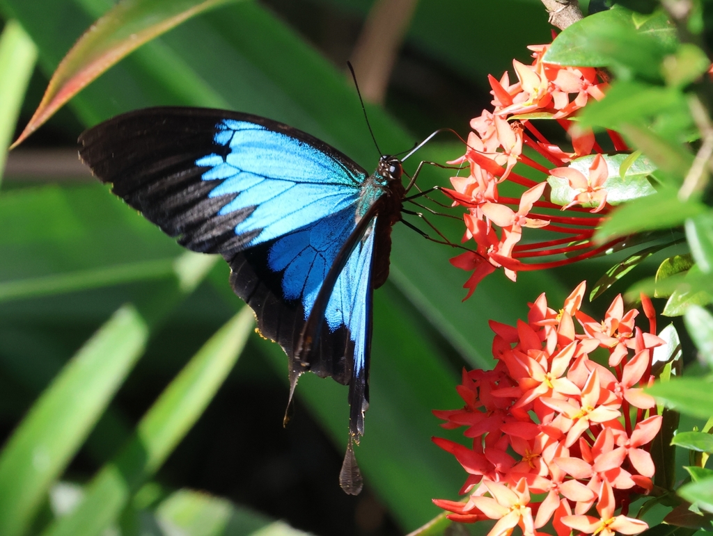 Papilio orsippus