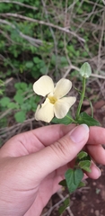 Thunbergia dregeana