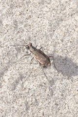 Cicindela repanda repanda