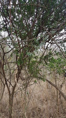 Image of Cadaba natalensis by (c) Suvarna Parbhoo Mohan, some rights reserved (CC BY-SA)