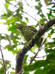 Ampelioides tschudii