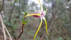Strophanthus gerrardii