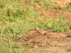 Calandrella dukhunensis
