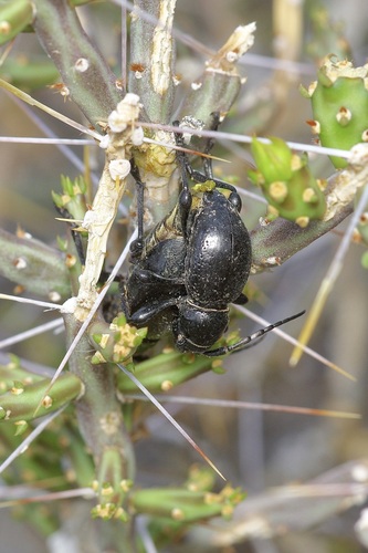 Black Cactus Longhorn Beetle photo 4