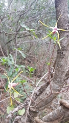 Strophanthus gerrardii