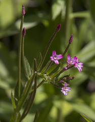 Epilobium ciliatum watsonii