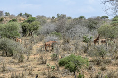 Giraffa camelopardalis reticulata