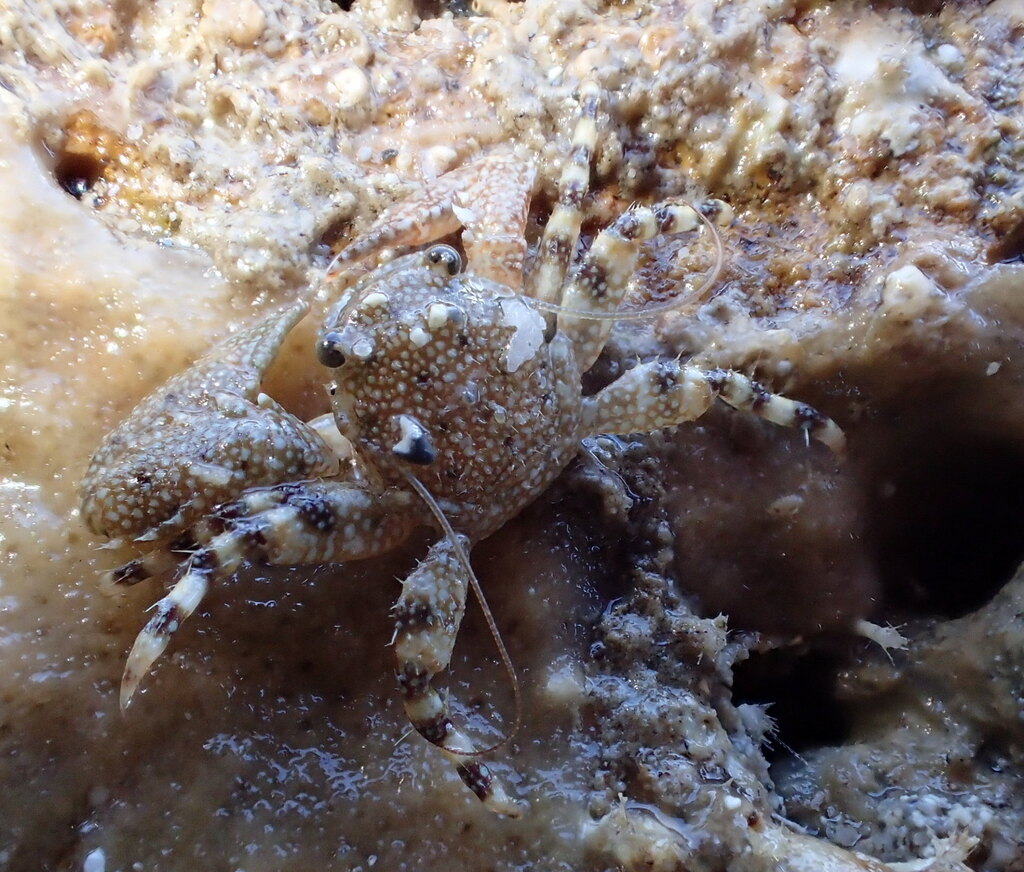 Fringed Porcelain Crab