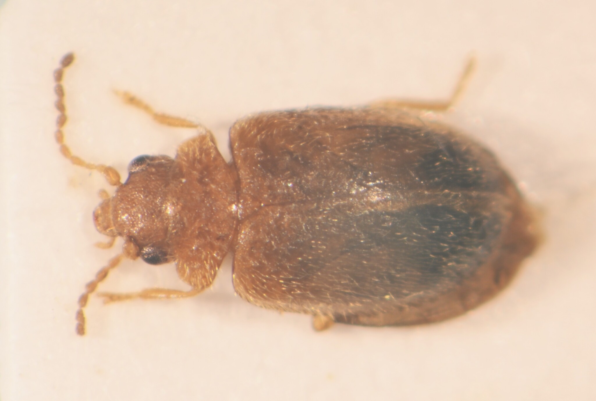 Contacyphon ochraceus