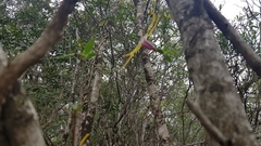 Strophanthus gerrardii
