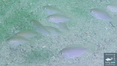 Teixeirichthys observed 2025-07-13
