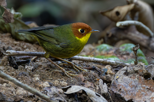 Chestnut-headed Tesia