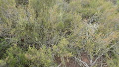 Cliffortia ramosissima