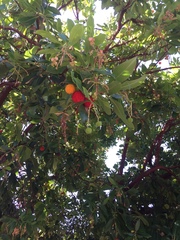 Arbutus unedo