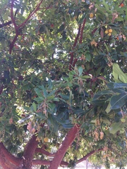 Arbutus unedo